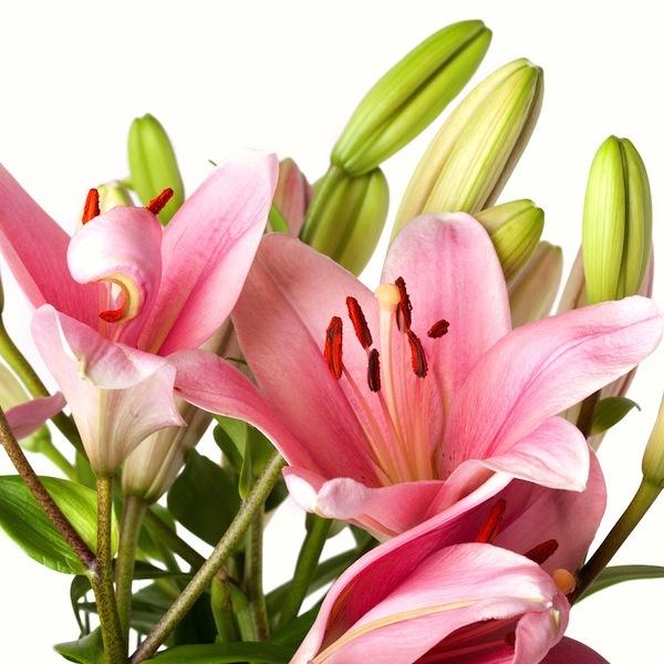 Lilium o Azucena: Conócela imagen 7