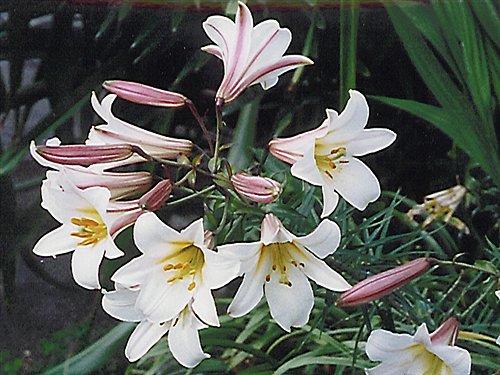 Lilium o Azucena: Conócela imagen 2