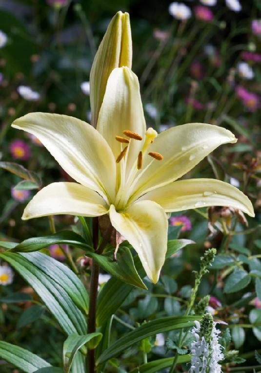 Lilium o Azucena: Conócela imagen 8