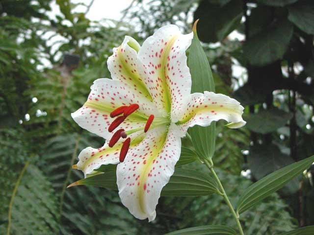 Lilium o Azucena: Conócela imagen 6