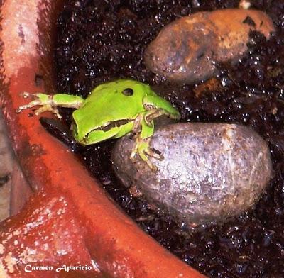 Vi soñar a las ranas Vi soñar a las ranas