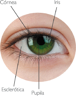 El ojo y el Glaucoma