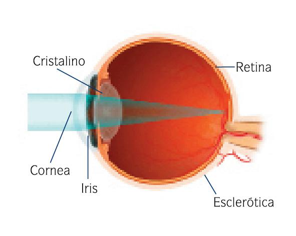 El ojo y el Glaucoma