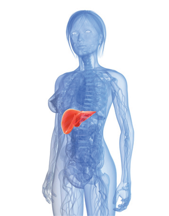 depurar el organismo depurar el organismo