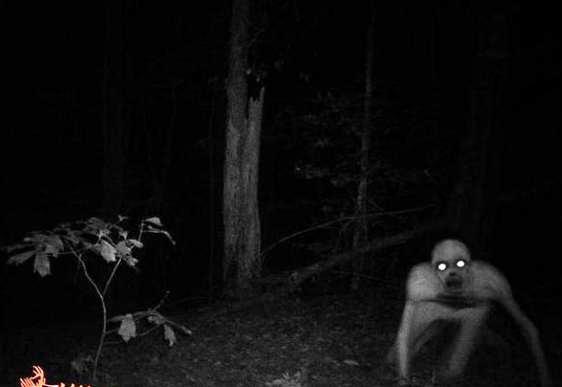 ¿Criaturas extrañas en la noche?