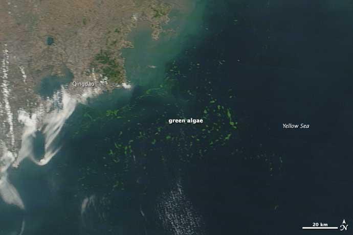 algas verdes en Qingdao, China, desde el espacio