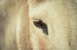 Una historia para digerir mejor las críticas Equus africanus