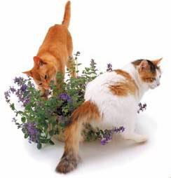 catnip y dos gatos