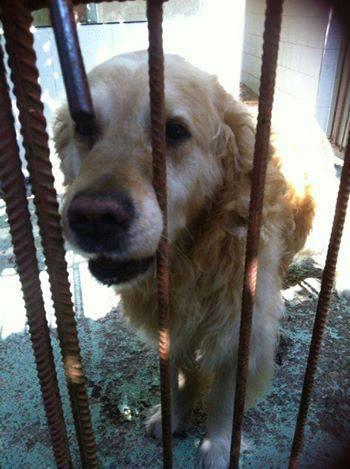 MUY URGENTE!! GOLDEN RETRIEVER, EN 4 DÍAS LE SACRIFICAN. LA VALLEJA (CANTABRIA)