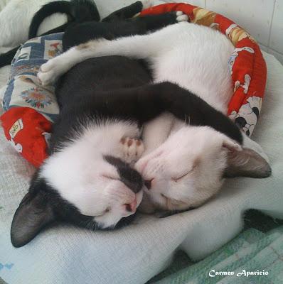 SUEÑO DE GATOS SUEÑO DE GATOS