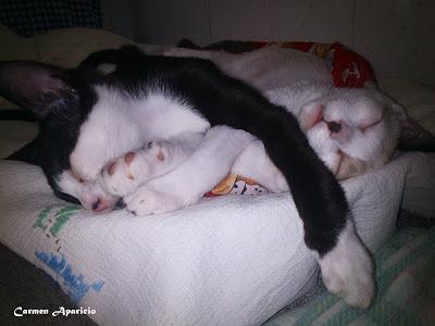 SUEÑO DE GATOS SUEÑO DE GATOS