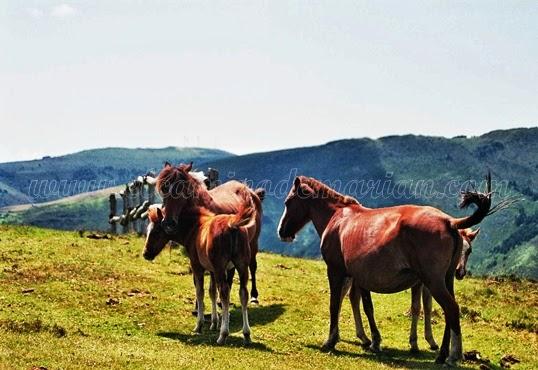 Tradiciones asturianas en la naturaleza de Los Oscos
