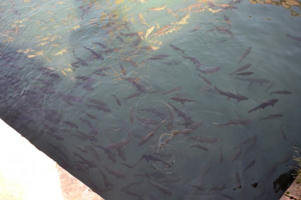 Entre el Tigris y el Éufrates: Mis primeros pasos en Medio Oriente Los peces sagrados del Balikligol, en SanliUrfa