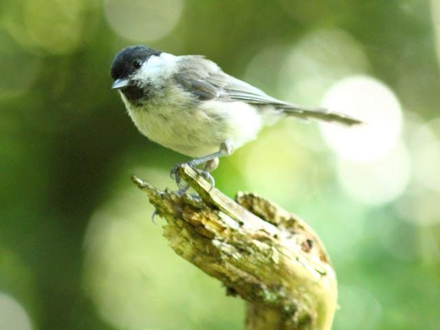 ANIMATED FOREST-EL BOSQUE ANIMADO ANIMATED FOREST-EL BOSQUE ANIMADO