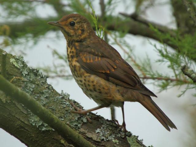ANIMATED FOREST-EL BOSQUE ANIMADO ANIMATED FOREST-EL BOSQUE ANIMADO