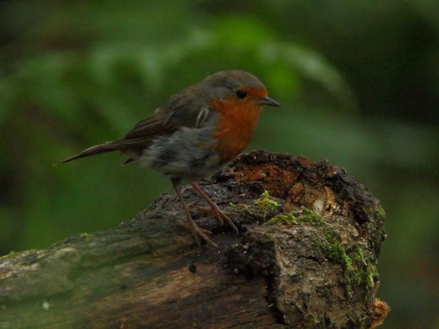 ANIMATED FOREST-EL BOSQUE ANIMADO ANIMATED FOREST-EL BOSQUE ANIMADO