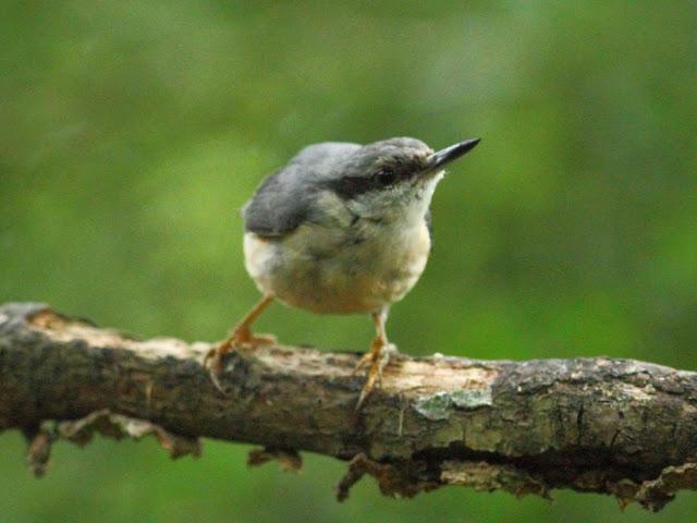 ANIMATED FOREST-EL BOSQUE ANIMADO ANIMATED FOREST-EL BOSQUE ANIMADO