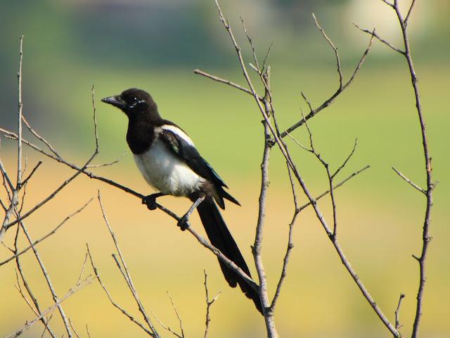 ANIMATED FOREST-EL BOSQUE ANIMADO ANIMATED FOREST-EL BOSQUE ANIMADO