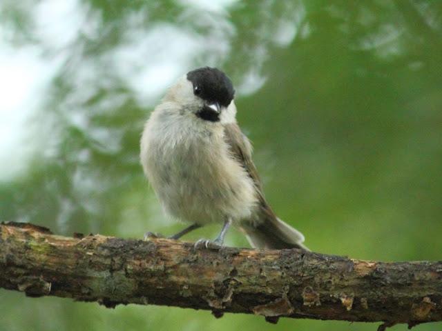 ANIMATED FOREST-EL BOSQUE ANIMADO ANIMATED FOREST-EL BOSQUE ANIMADO