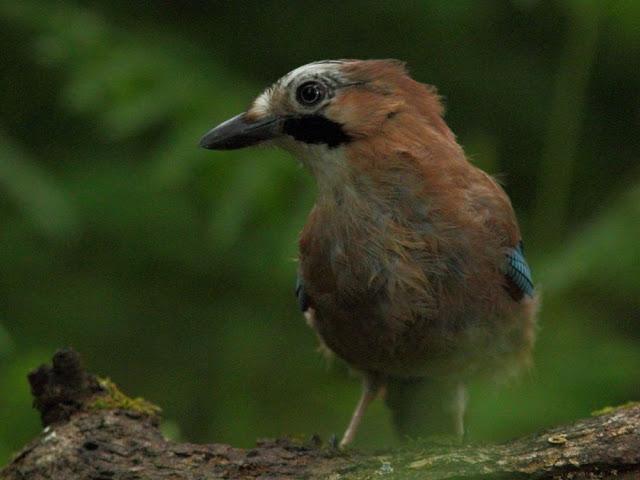 ANIMATED FOREST-EL BOSQUE ANIMADO ANIMATED FOREST-EL BOSQUE ANIMADO