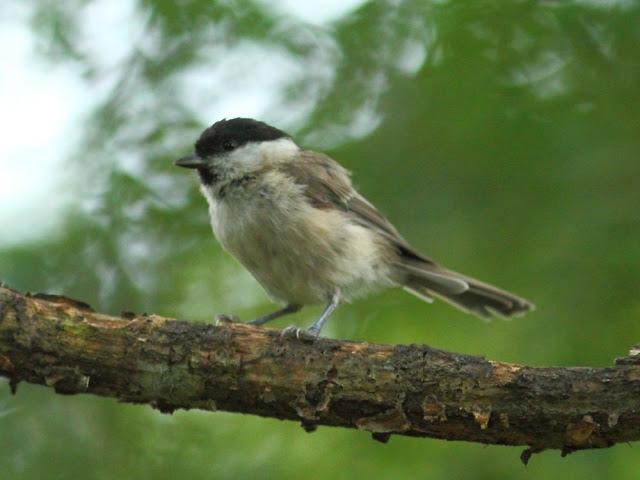 ANIMATED FOREST-EL BOSQUE ANIMADO ANIMATED FOREST-EL BOSQUE ANIMADO