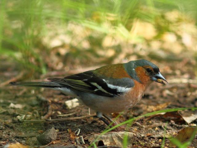 ANIMATED FOREST-EL BOSQUE ANIMADO ANIMATED FOREST-EL BOSQUE ANIMADO