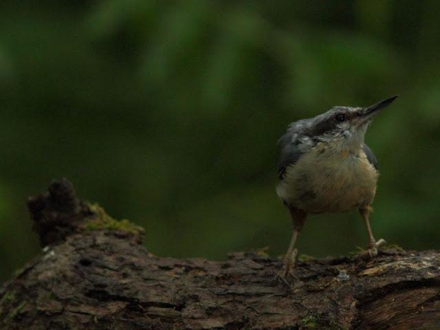 ANIMATED FOREST-EL BOSQUE ANIMADO ANIMATED FOREST-EL BOSQUE ANIMADO