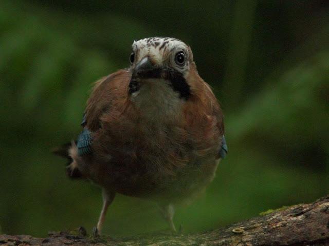 ANIMATED FOREST-EL BOSQUE ANIMADO ANIMATED FOREST-EL BOSQUE ANIMADO