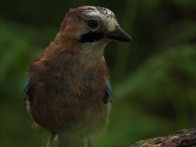 ANIMATED FOREST-EL BOSQUE ANIMADO ANIMATED FOREST-EL BOSQUE ANIMADO