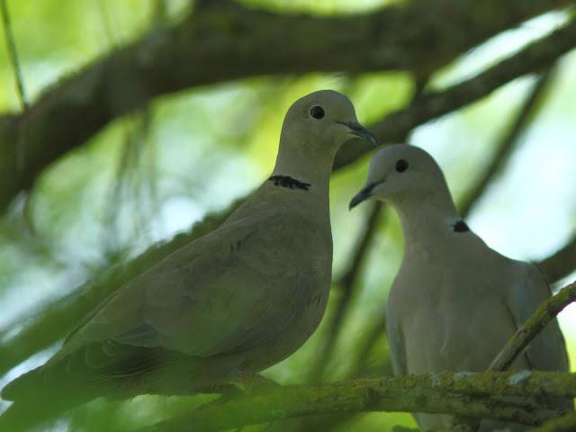 ANIMATED FOREST-EL BOSQUE ANIMADO ANIMATED FOREST-EL BOSQUE ANIMADO