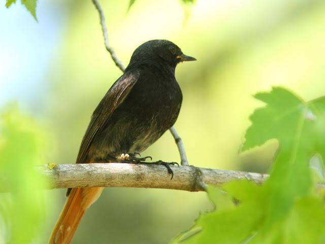 ANIMATED FOREST-EL BOSQUE ANIMADO ANIMATED FOREST-EL BOSQUE ANIMADO