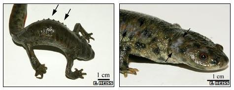 SUPERHÉROE IBÉRICO. EL GALLIPATO SUPERHÉROE IBÉRICO. EL GALLIPATO