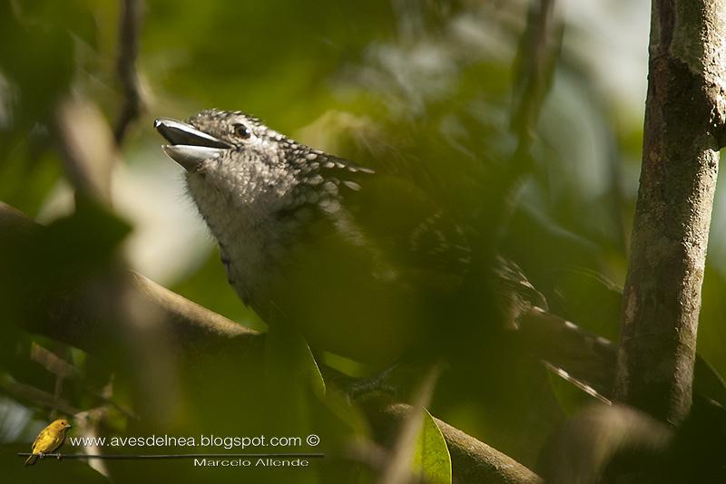 Batará goteado (Spot-backed Antshrike) Hypoedaleus guttatus Batará goteado (Spot-backed Antshrike) Hypoedaleus guttatus