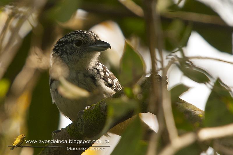 Batará goteado (Spot-backed Antshrike) Hypoedaleus guttatus Batará goteado (Spot-backed Antshrike) Hypoedaleus guttatus
