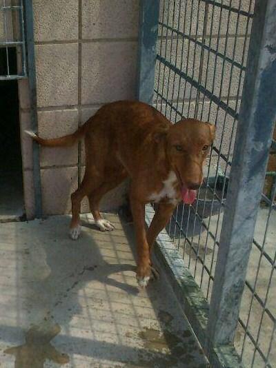 MUY URGENTE!! Podenco de 6 meses, no puede apoyar las patas delanteras en el suelo. (PERRERA DE CÓRDOBA)