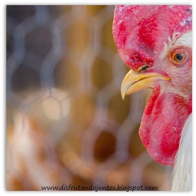 Gallos, Gallinas y Gallinero