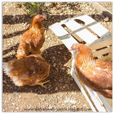 Gallos, Gallinas y Gallinero