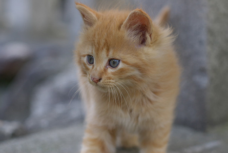 alergia-gatos1 alergia al pelo de gato