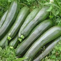 CÓMO SEMBRAR SEMILLAS DE CALABACÍN CÓMO SEMBRAR SEMILLAS DE CALABACÍN