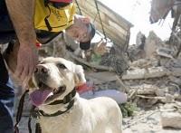 Perros de Salvamento en Haití