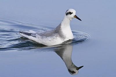 Falaropo picogrueso - Phalaropus fulicarius