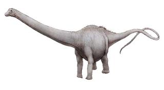 Amphicoelias fragillimus Amphicoelias fragillimus