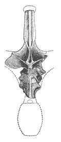 Amphicoelias fragillimus Amphicoelias fragillimus