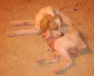 Muy urgente!!!! Toledo , dos bretonas y sus cachorros comiditos por sarna Muy urgente!!!! Toledo , dos bretonas y sus cachorros comiditos por sarna