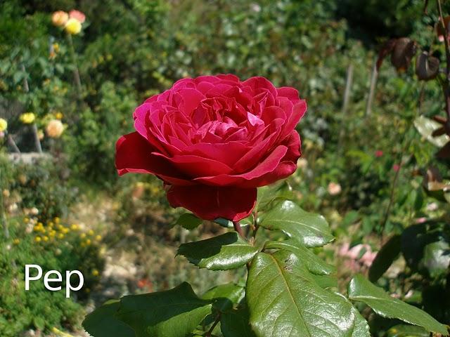 Alain Souchon Alain Souchon