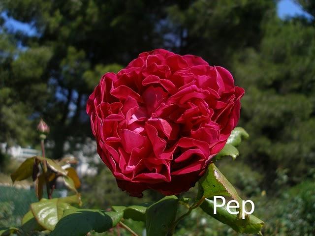 Alain Souchon Alain Souchon