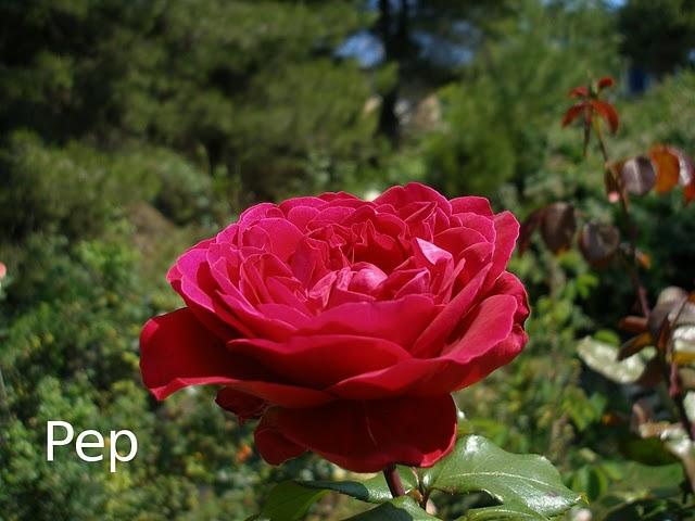 Alain Souchon Alain Souchon