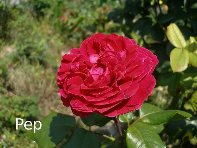 Alain Souchon Alain Souchon