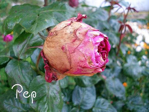 Alain Souchon Alain Souchon