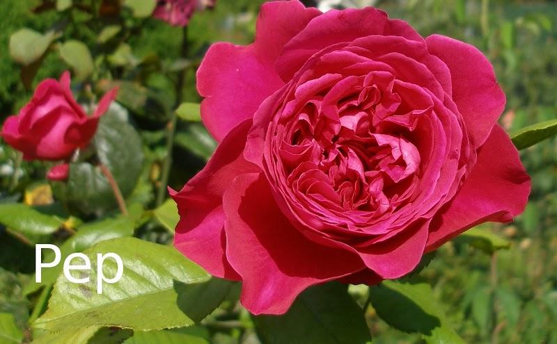 Alain Souchon Alain Souchon